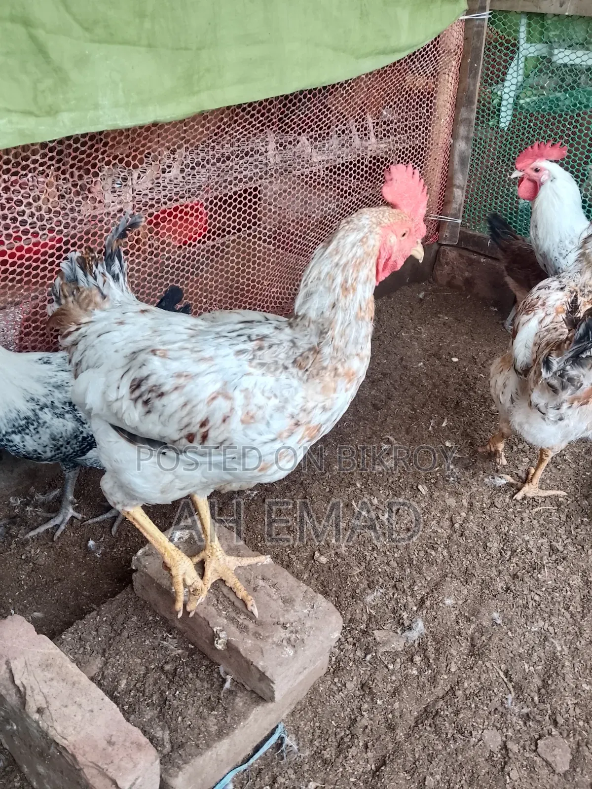 Tiger chicken will be sold by the kilogram
