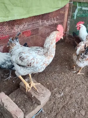 Tiger chicken will be sold by the kilogram