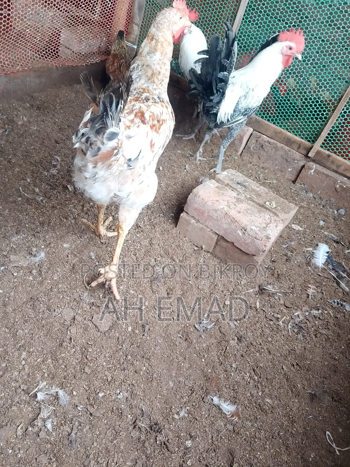 Tiger chicken will be sold by the kilogram