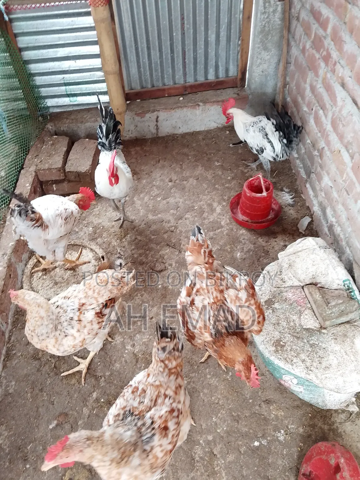 Tiger chicken will be sold by the kilogram