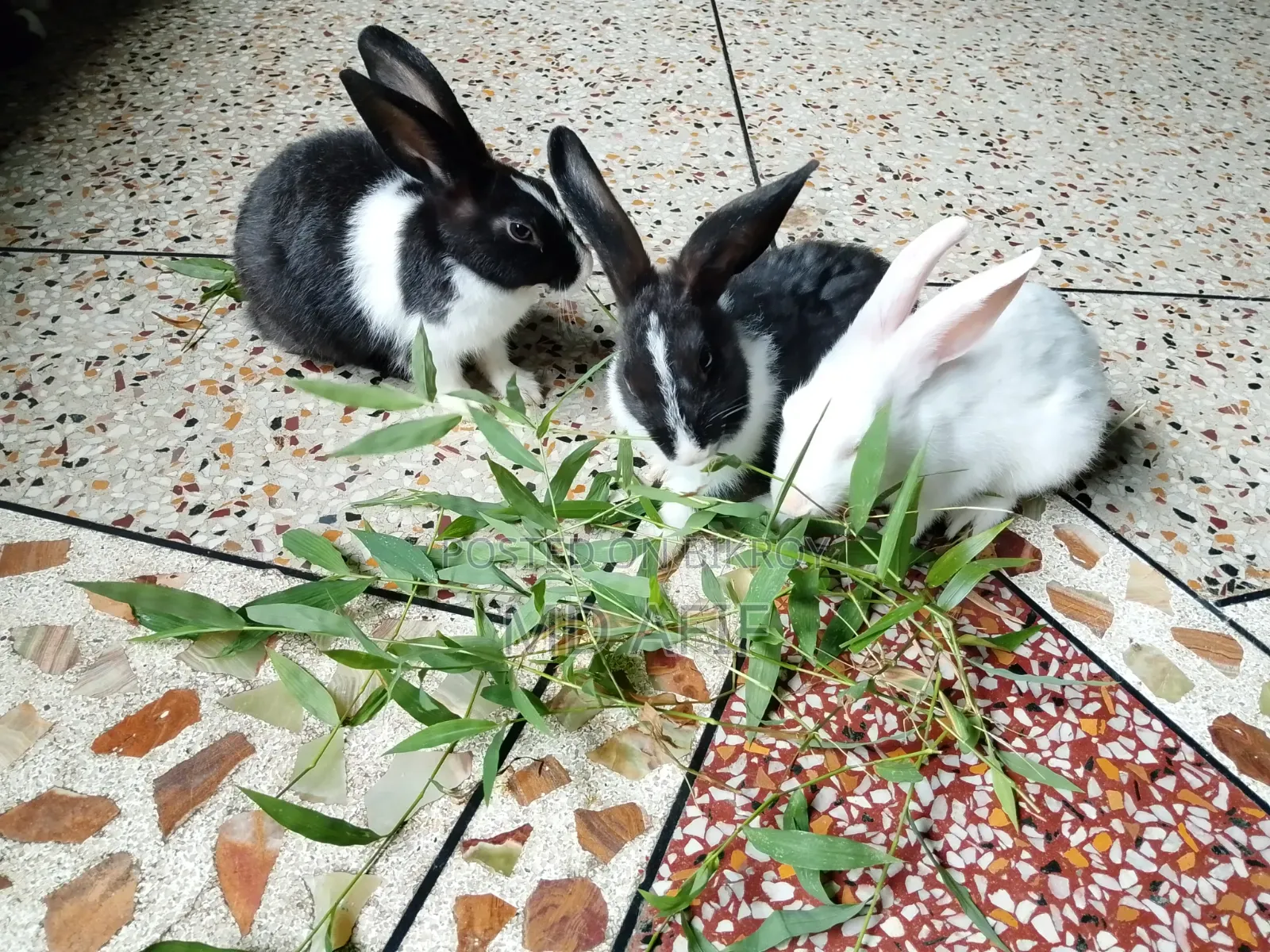Rabbits for sale