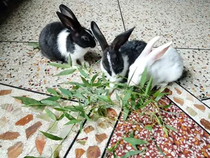 Rabbits for sale