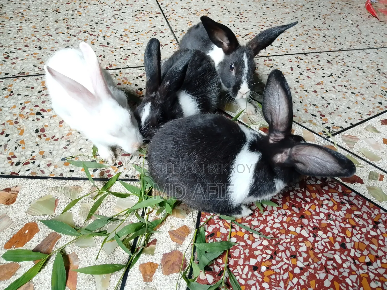 Rabbits for sale