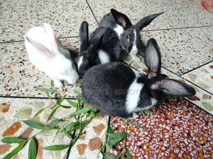 Rabbits for sale
