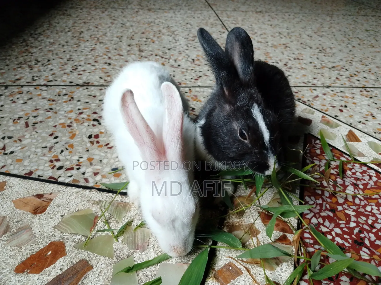 Rabbits for sale