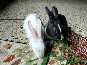 Rabbits for sale
