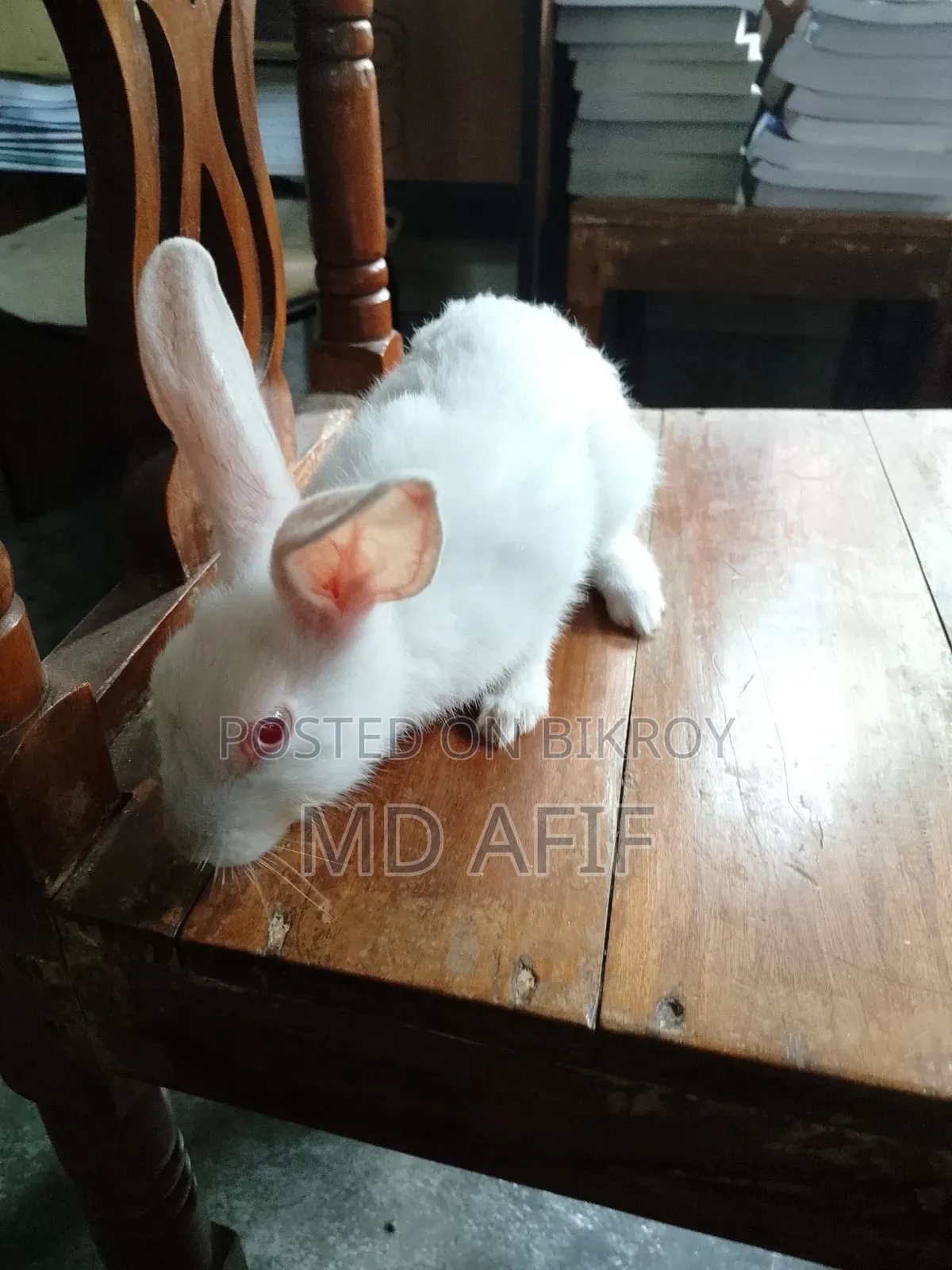 Rabbits for sale
