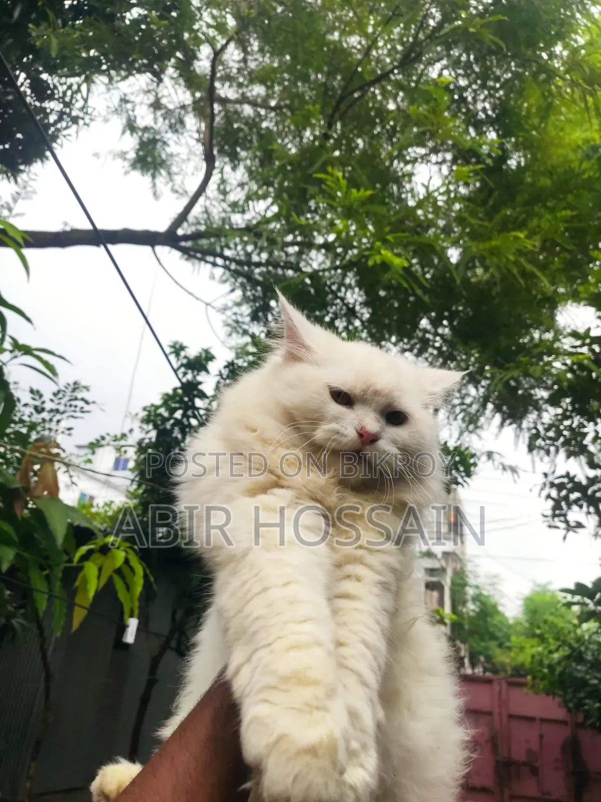 3-6 Months Male Purebred Persian