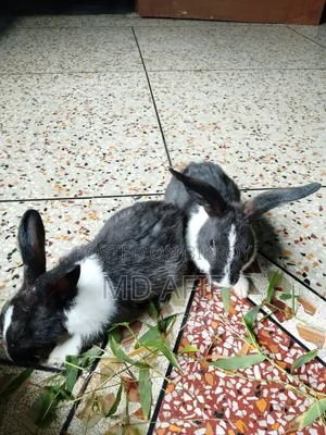 Rabbits for sale