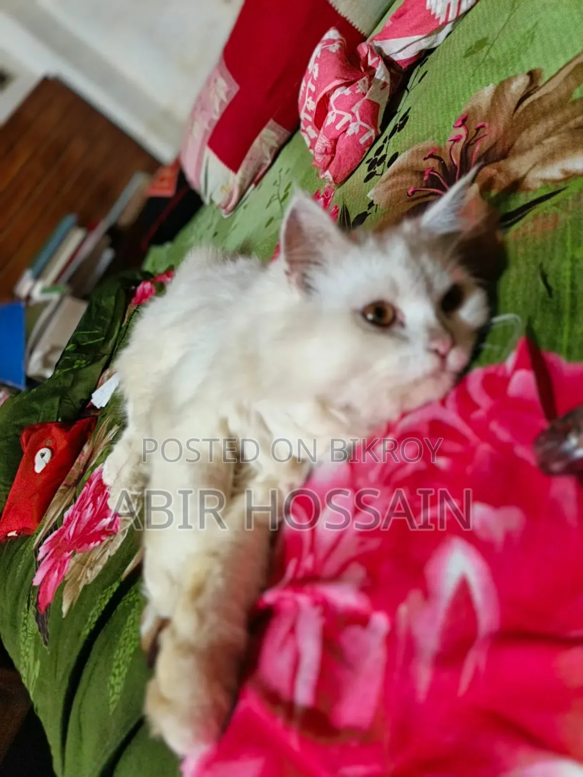 3-6 Months Male Purebred Persian