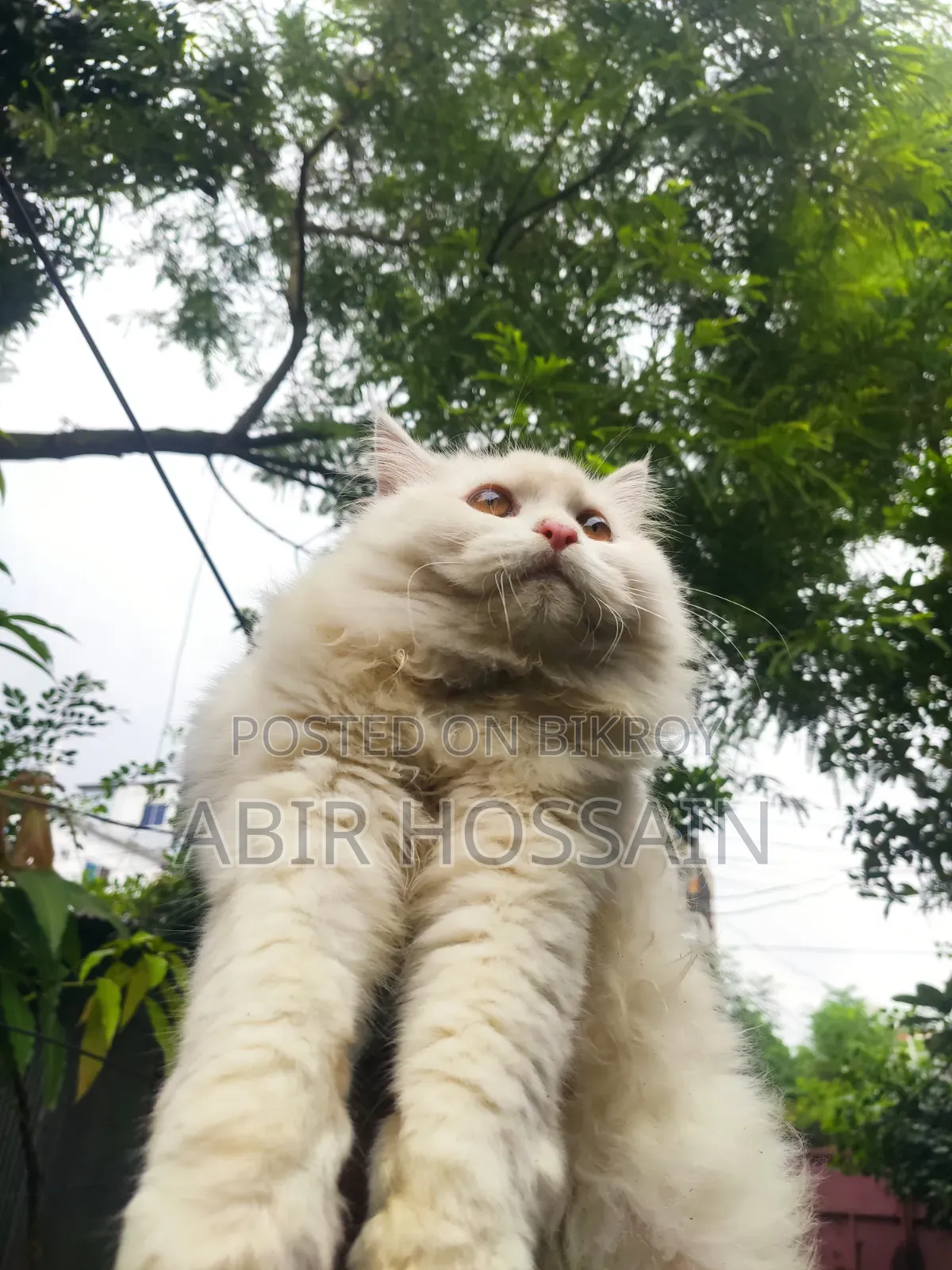 3-6 Months Male Purebred Persian