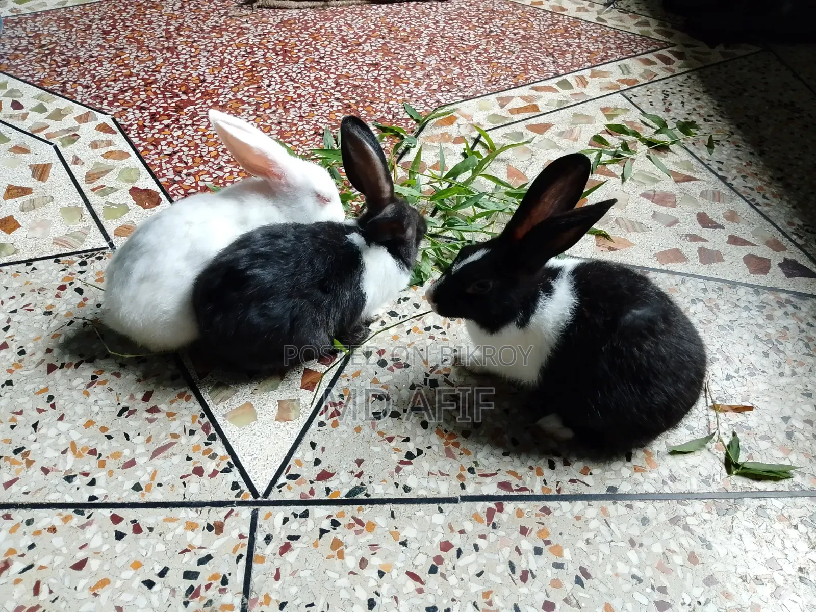 Rabbits for sale