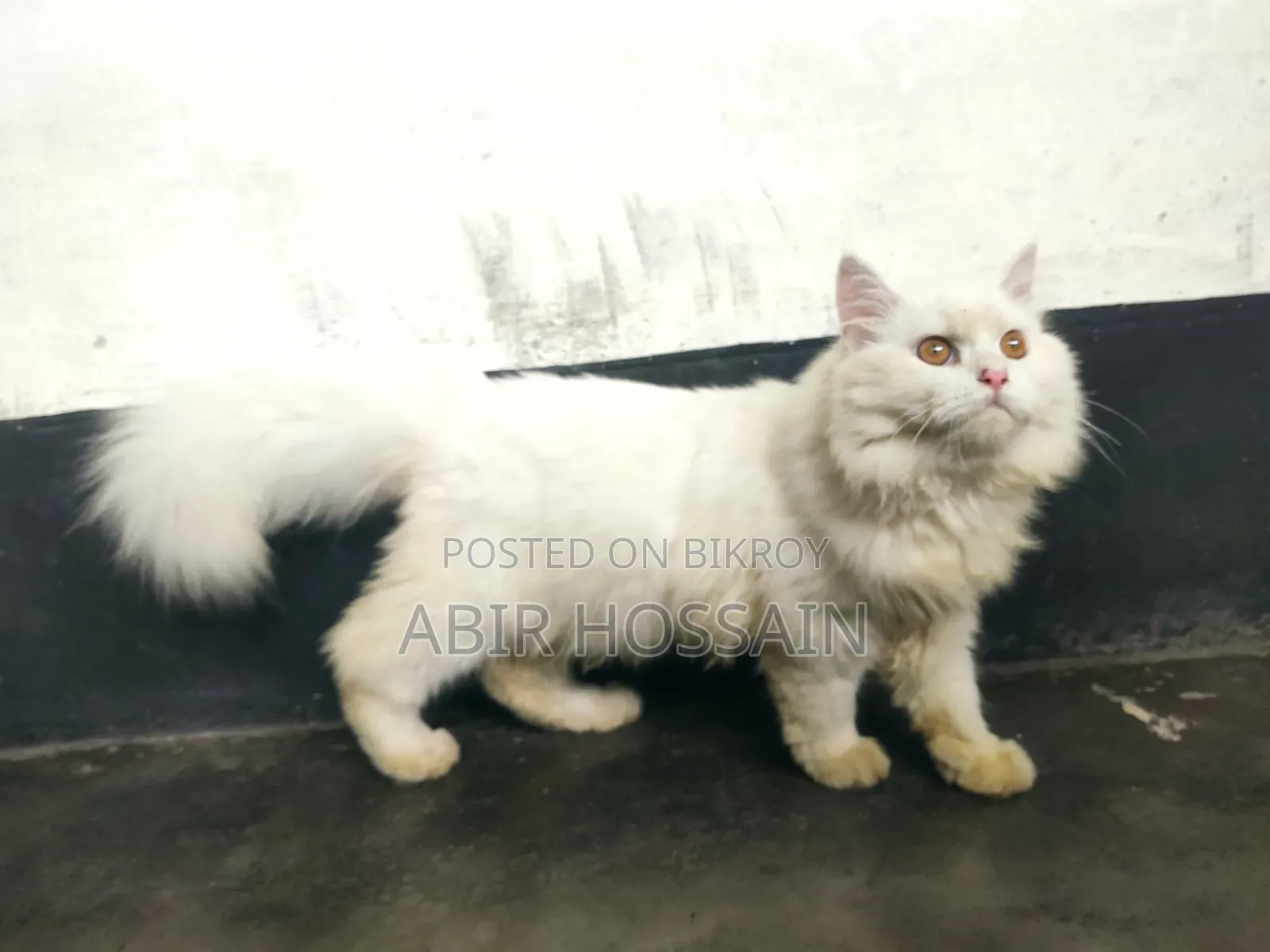 3-6 Months Male Purebred Persian