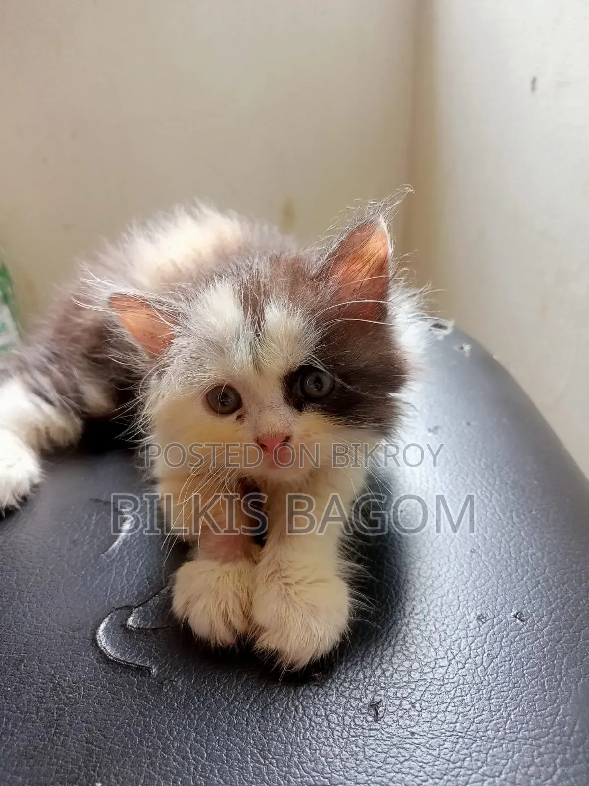 1-3 Months Female Purebred Persian