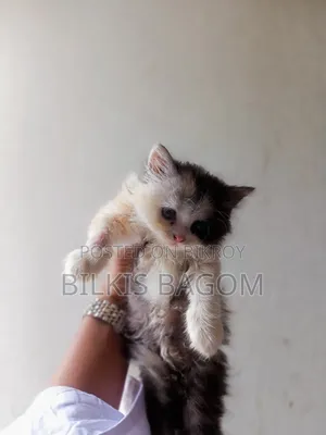 1-3 Months Female Purebred Persian