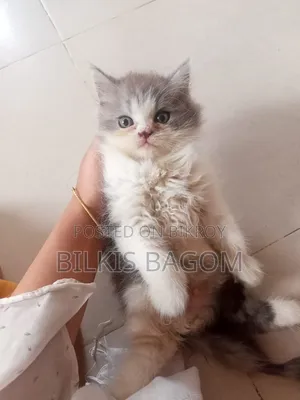 1-3 Months Female Purebred Persian