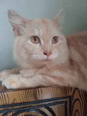 1+ Year Male Purebred Persian Cat