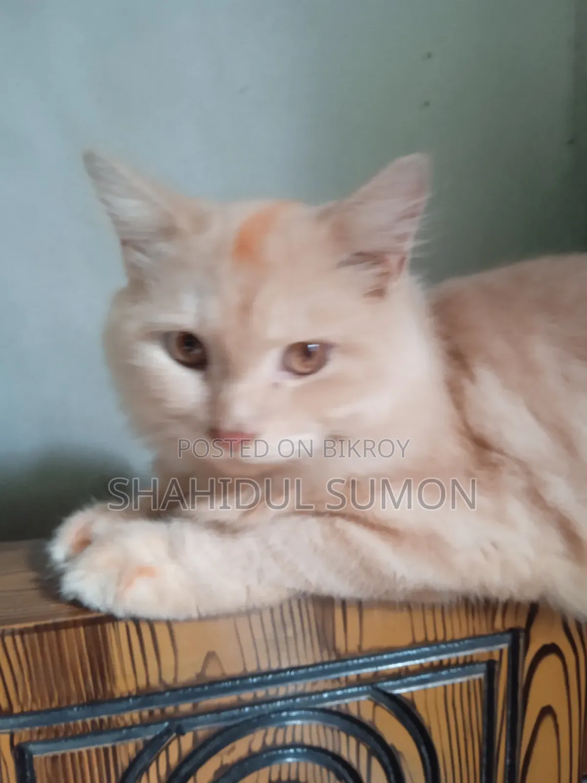 1+ Year Male Purebred Persian Cat