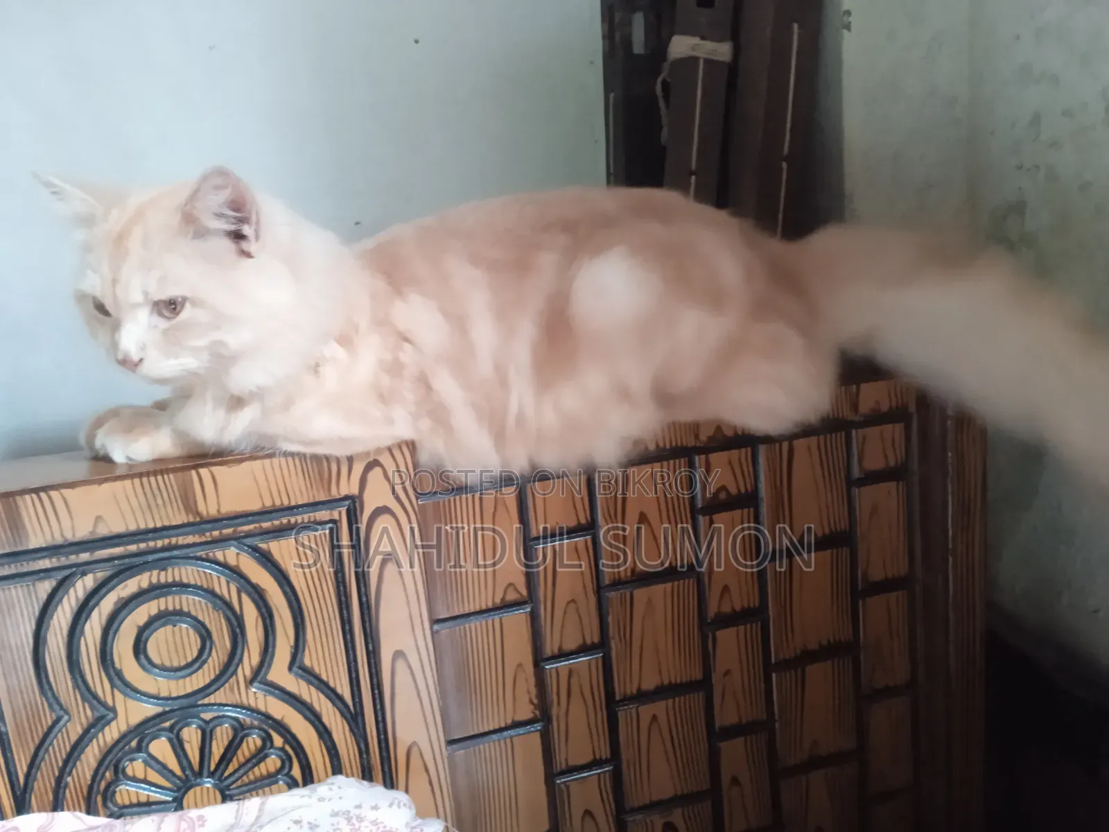 1+ Year Male Purebred Persian Cat