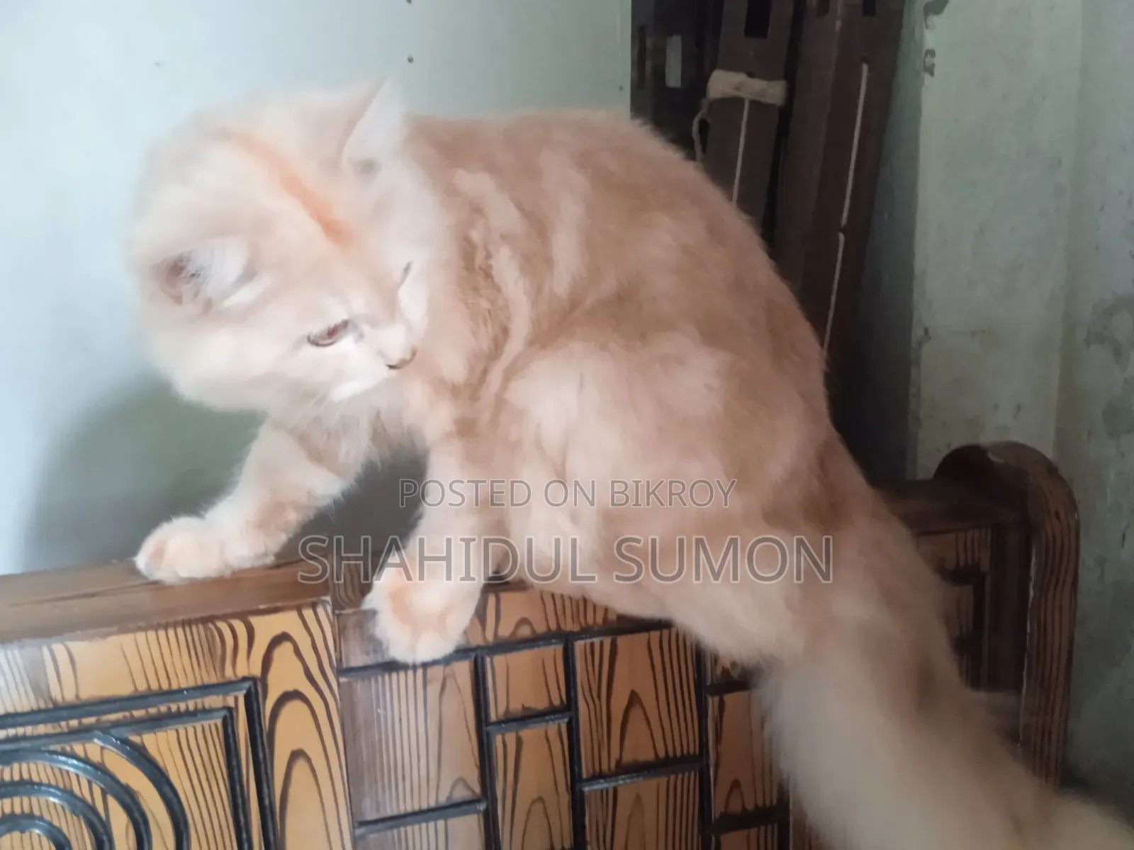 1+ Year Male Purebred Persian Cat