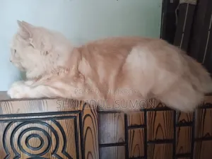 1+ Year Male Purebred Persian Cat