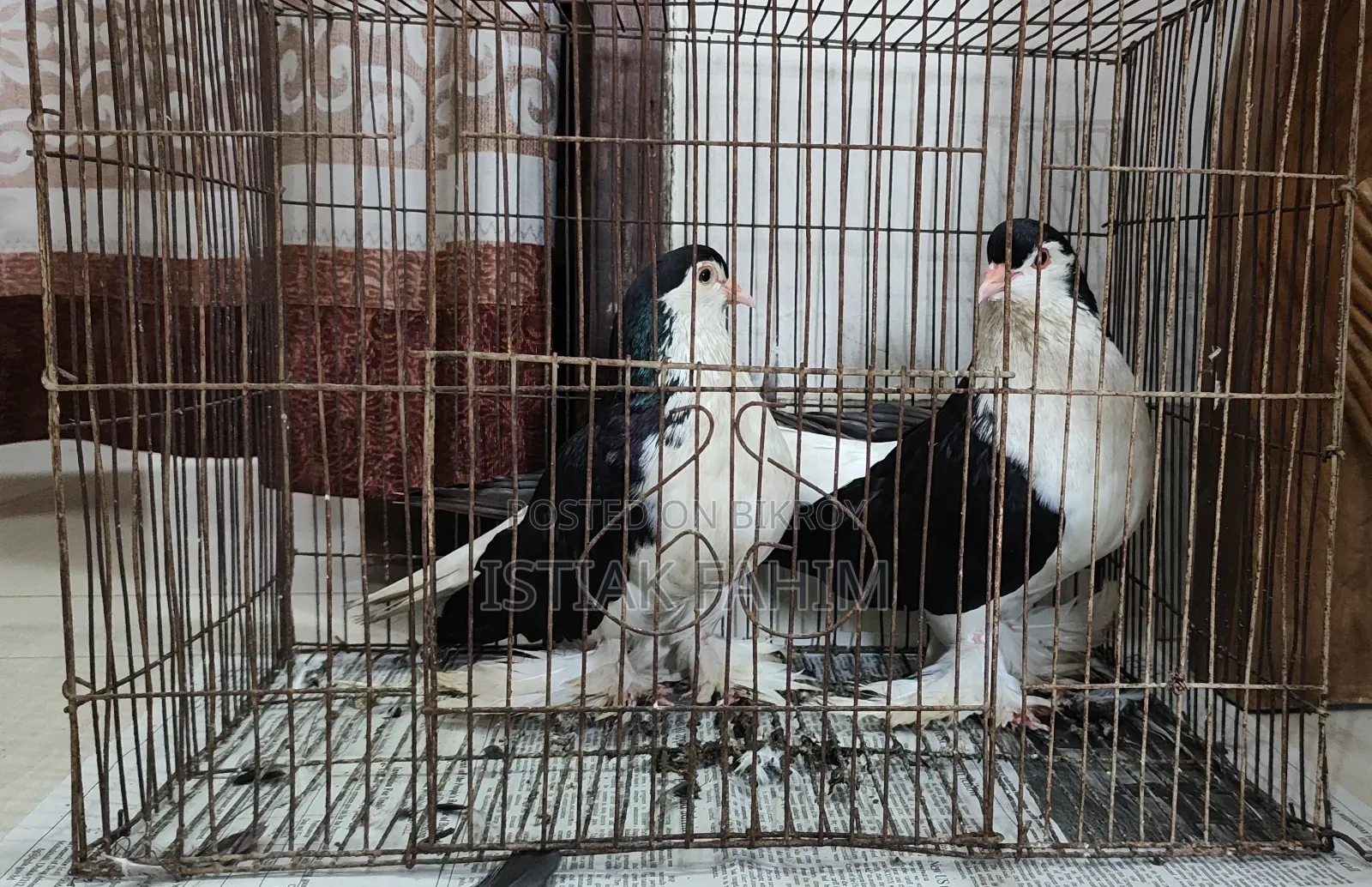 A pair of beautiful (Lahori) Lahori pigeons for sale.