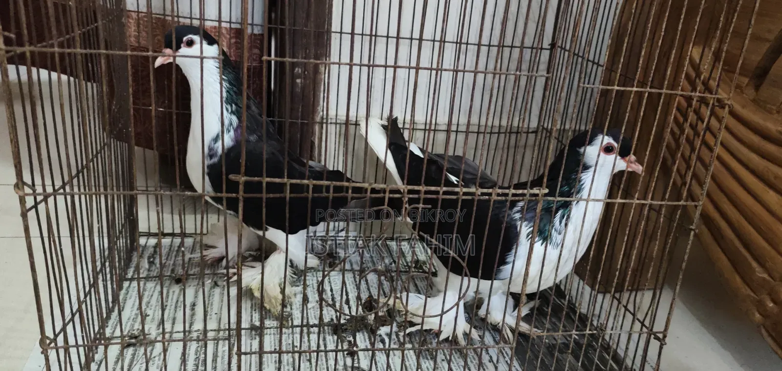 A pair of beautiful (Lahori) Lahori pigeons for sale.