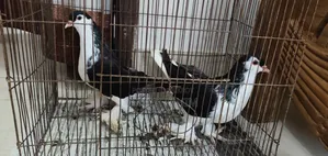 A pair of beautiful (Lahori) Lahori pigeons for sale.