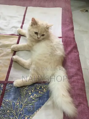 3-6 Months Female Purebred Persian