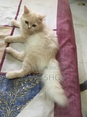 3-6 Months Female Purebred Persian
