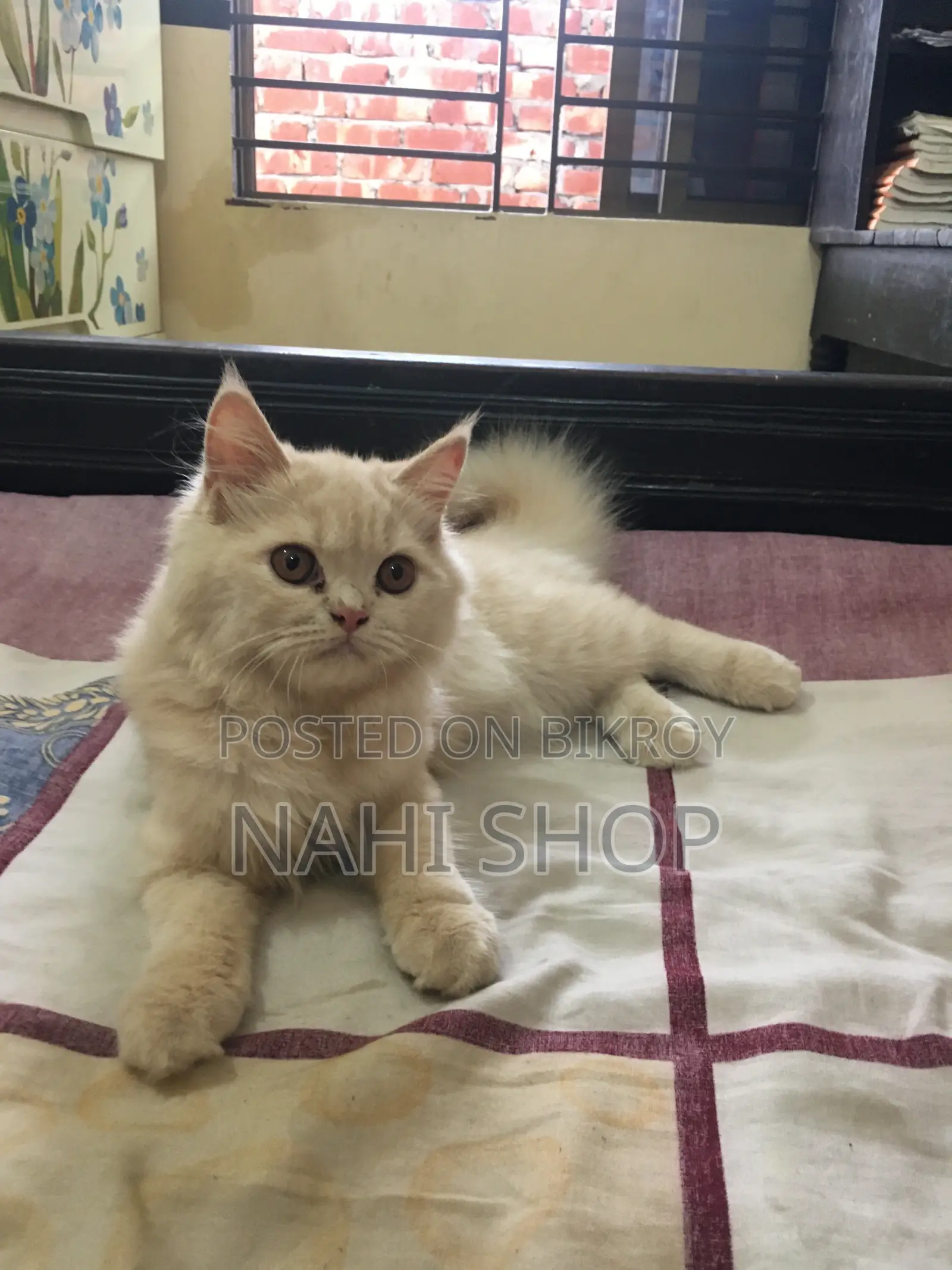 3-6 Months Female Purebred Persian