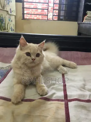 3-6 Months Female Purebred Persian