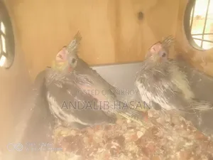 Cockatiel Tame Size Baby
