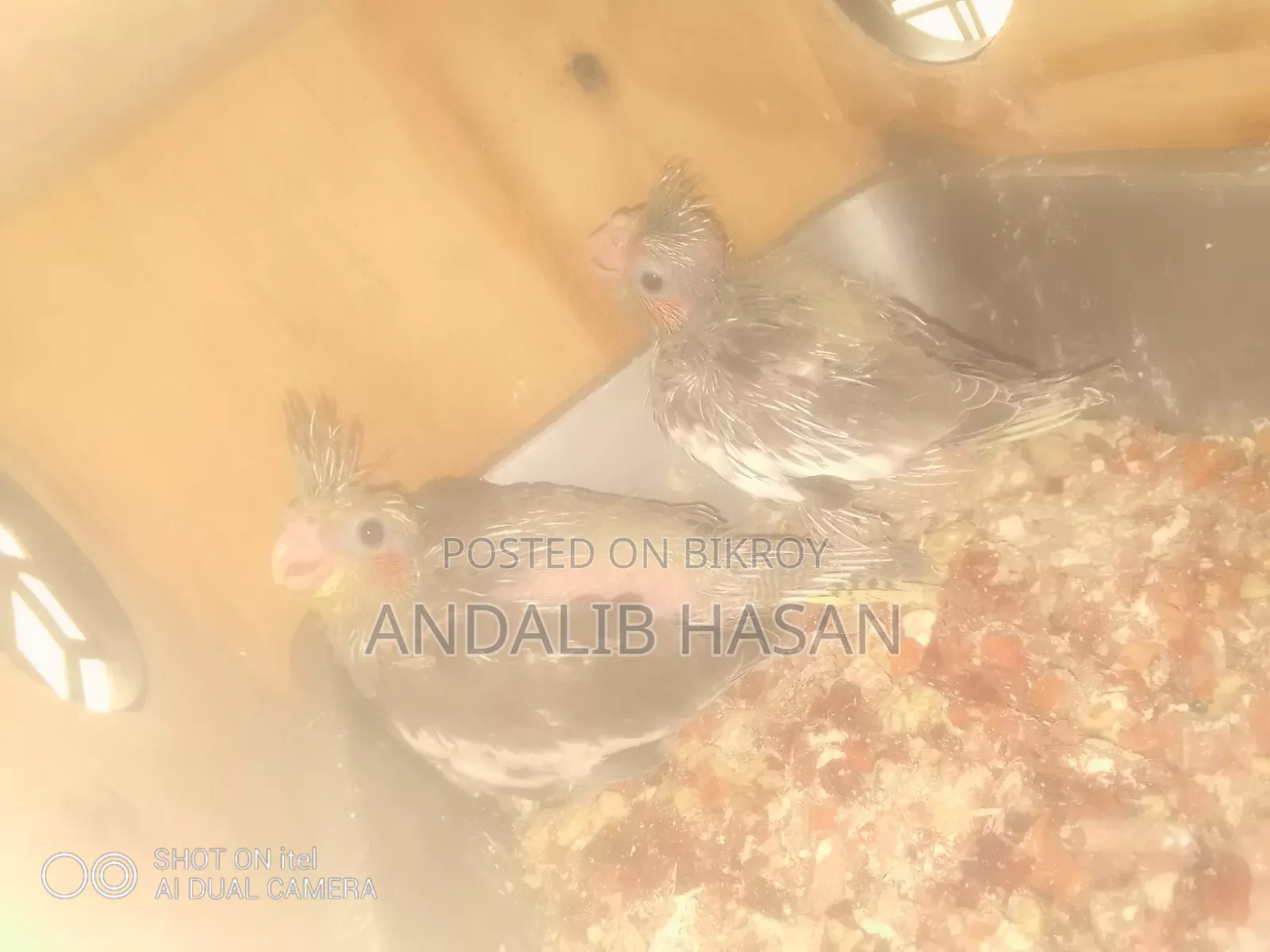Cockatiel Tame Size Baby