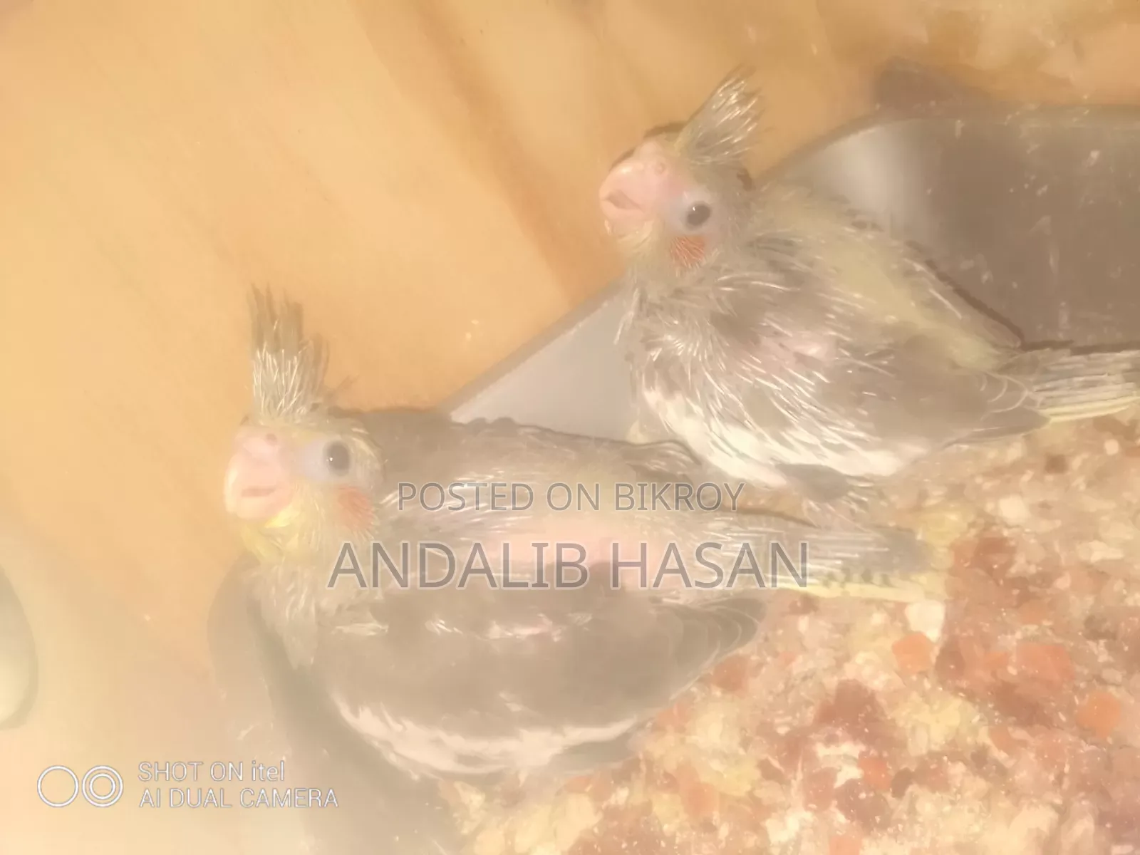 Cockatiel Tame Size Baby