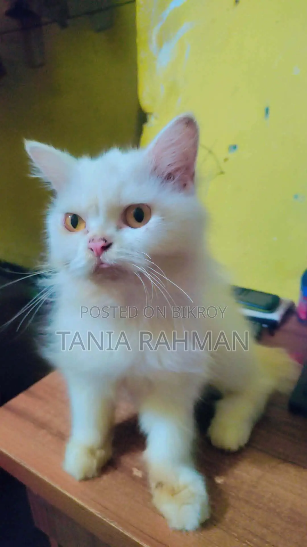 3-6 months Female Purebred Persian