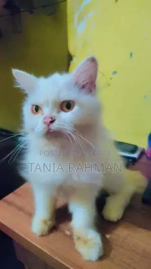 3-6 months Female Purebred Persian