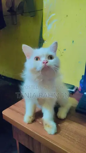 3-6 months Female Purebred Persian
