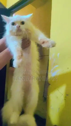 3-6 months Female Purebred Persian