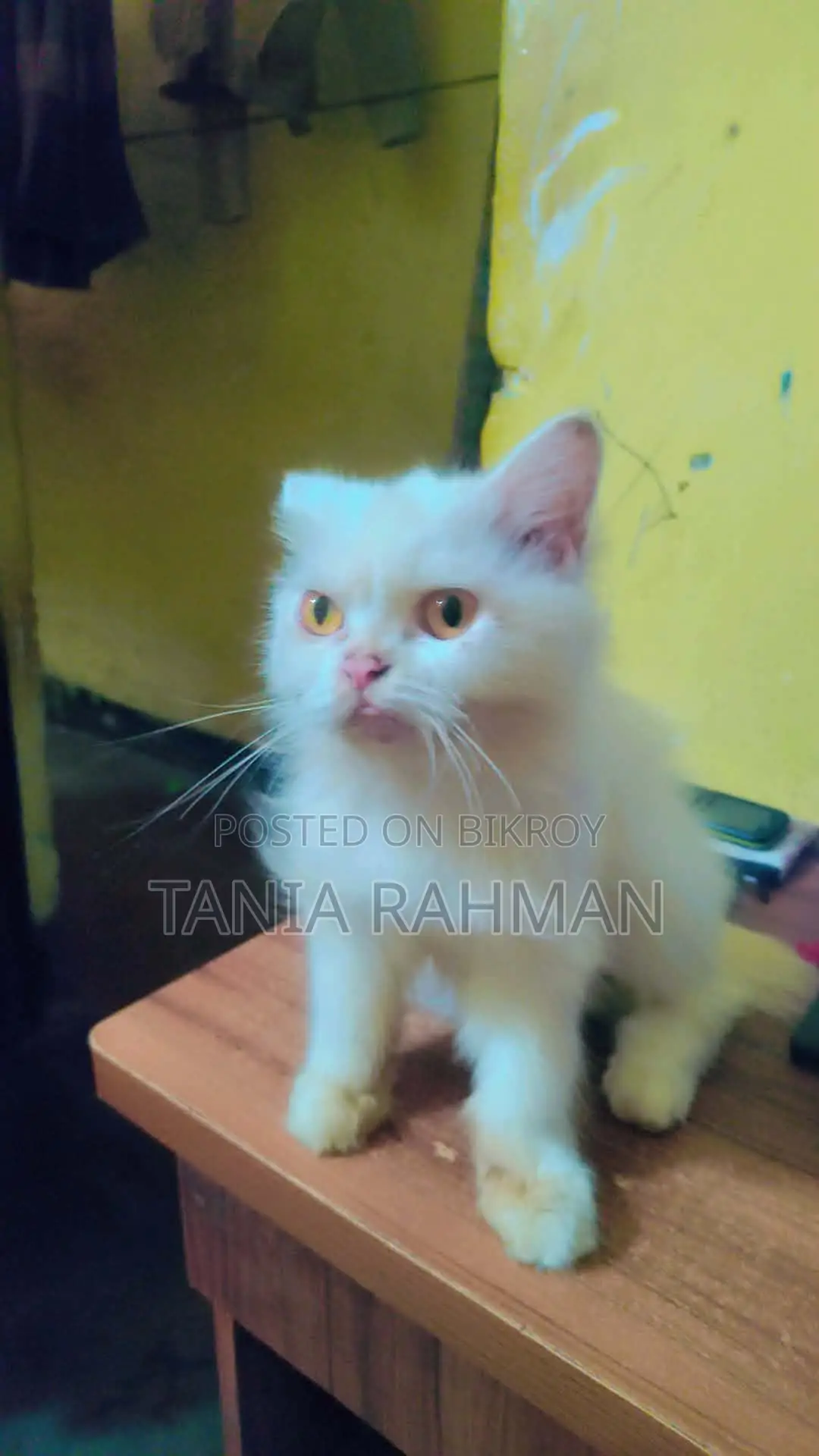 3-6 months Female Purebred Persian