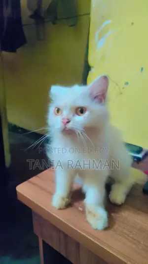 3-6 months Female Purebred Persian