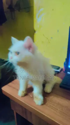 3-6 months Female Purebred Persian