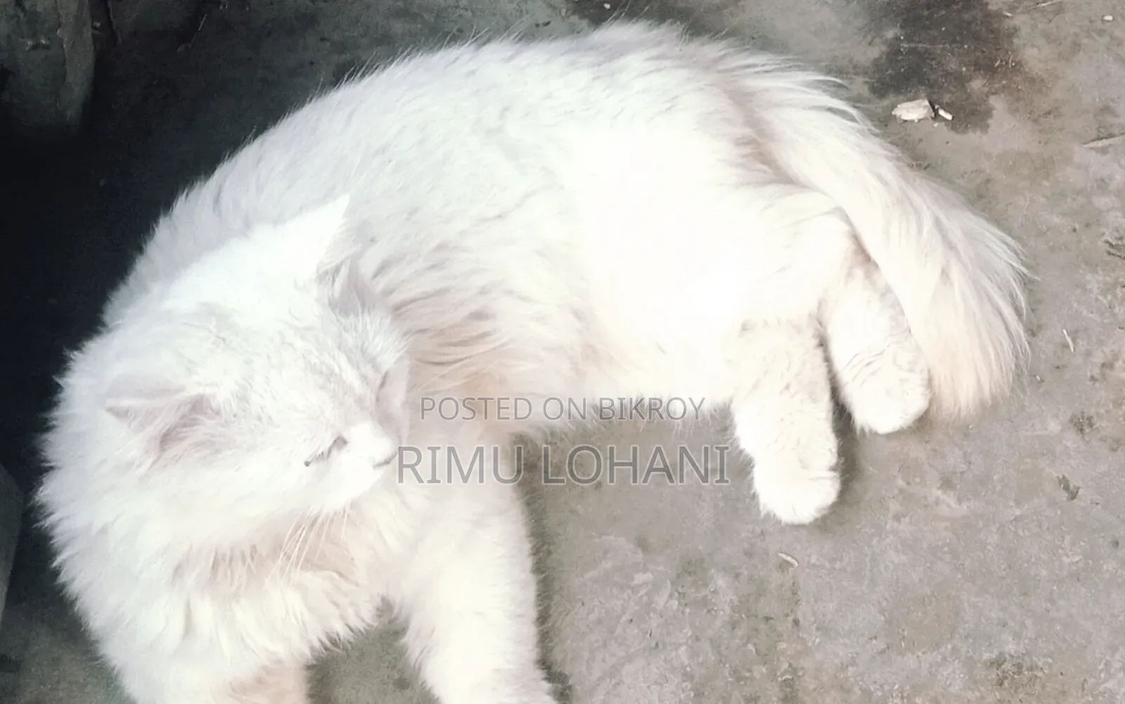 1+ Year Male Purebred Persian