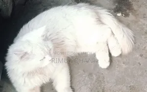 1+ Year Male Purebred Persian