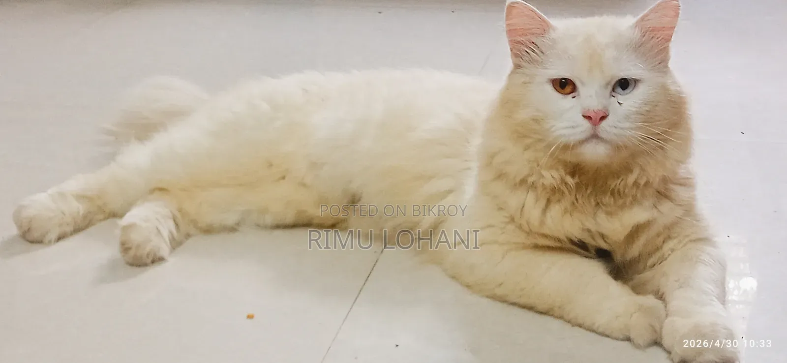 1+ Year Male Purebred Persian