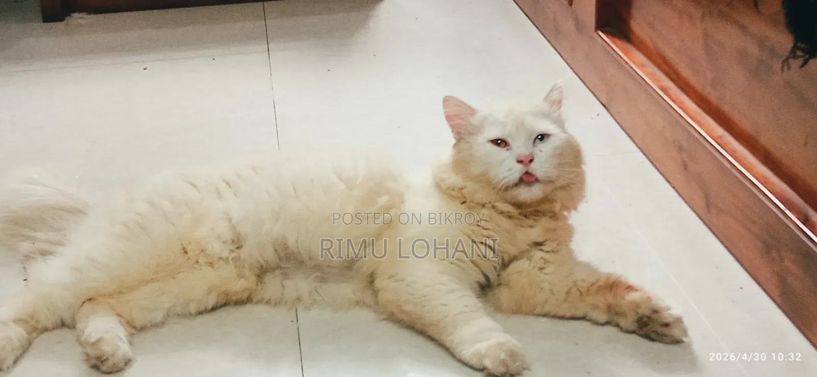 1+ Year Male Purebred Persian
