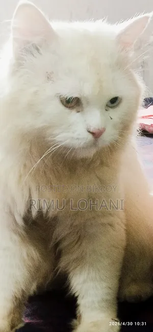 1+ Year Male Purebred Persian