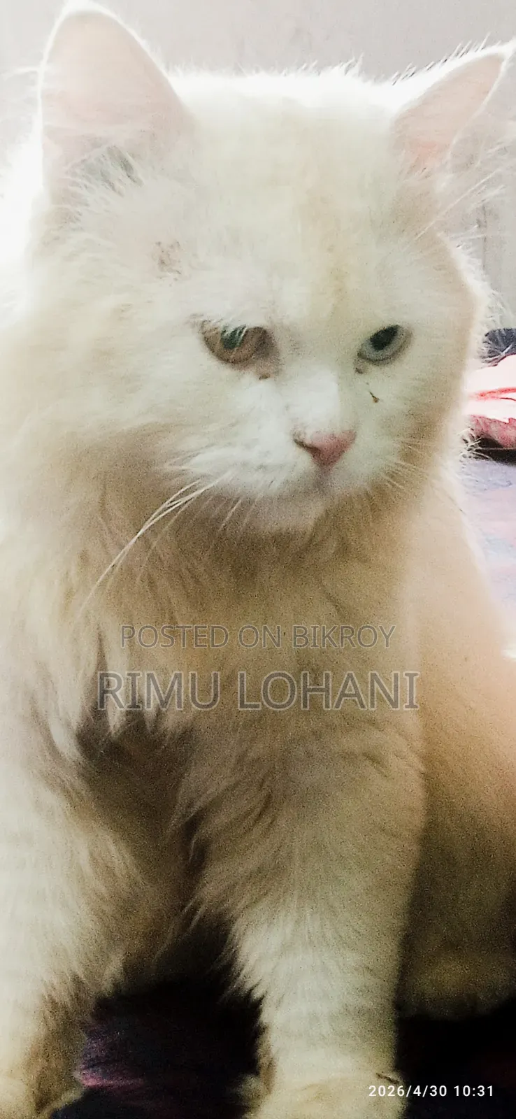 1+ Year Male Purebred Persian