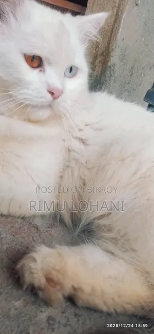 1+ Year Male Purebred Persian