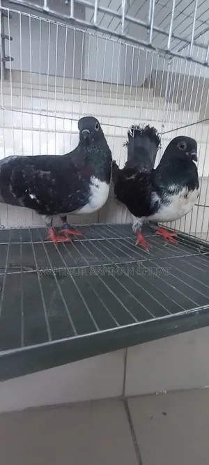 কবুতর বিক্রি Pigeon for Sale
